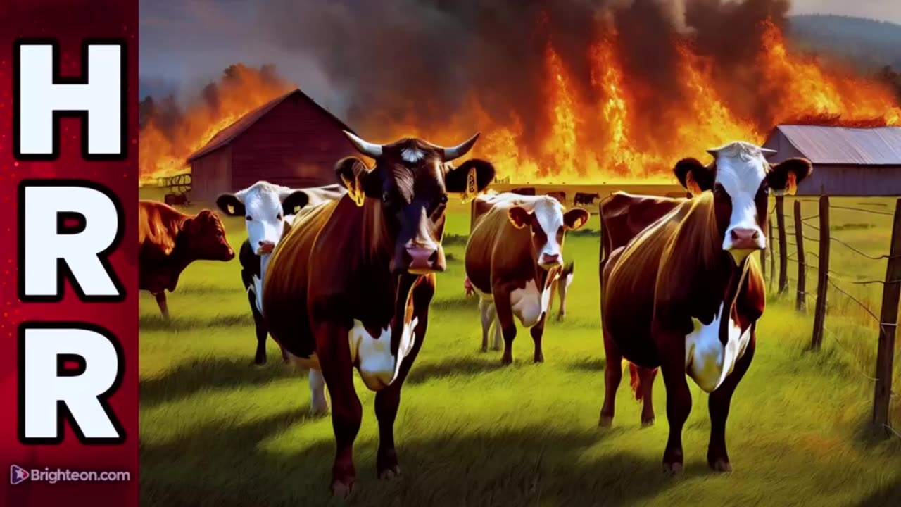 TEXAS WILDFIRES are a staged attack on the BEEF industry and America's food security