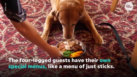 Belly up to the bar with your furry friend at this dog-friendly pub