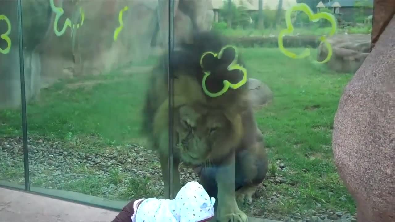 Lion trying to attack baby at zoo