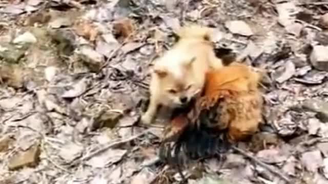 Chicken VS Dog Fight - Funny Dog Fight Videos (2021)