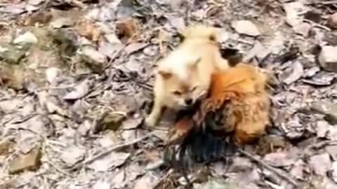 Chicken VS Dog Fight - Funny Dog Fight Videos (2021)