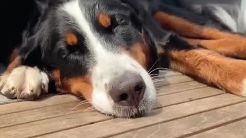 Cute pup enjoys a nap on windy day