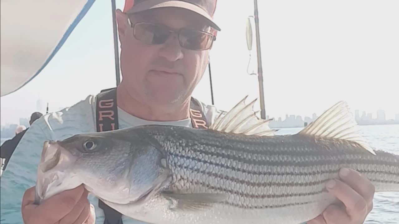 Striped bass
