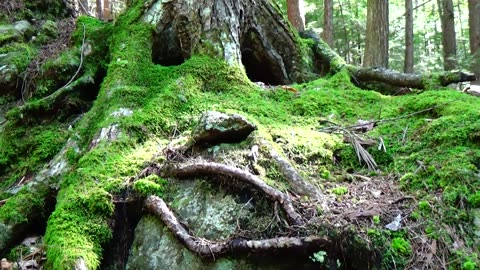Tree Face