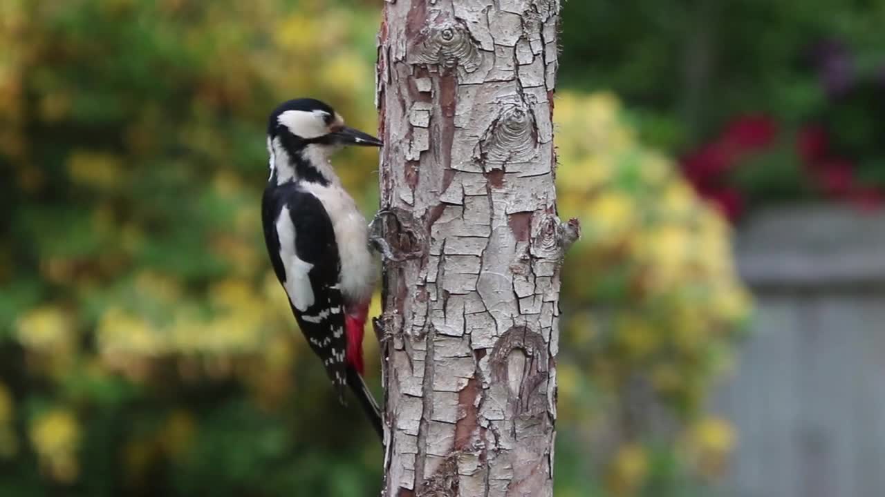 Woodpecker builds a nest .