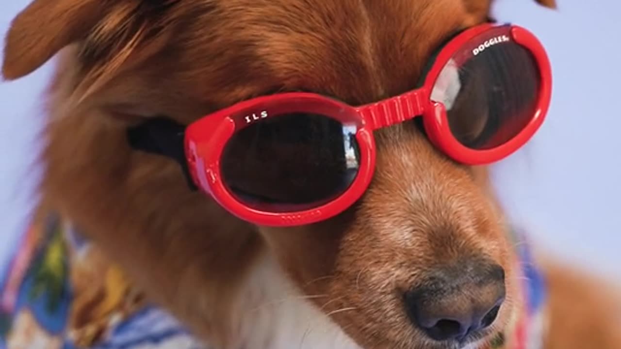 A dog and red glasses