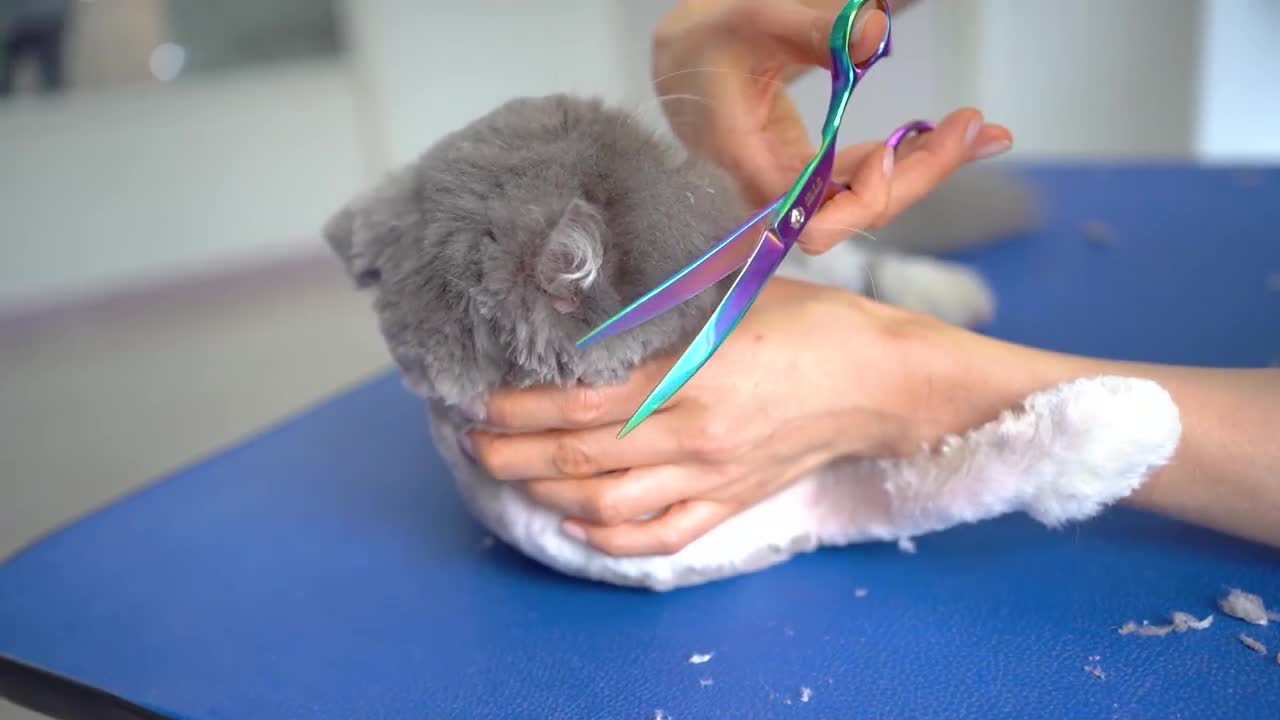 Grooming cute peaknhoise himalayan very angry