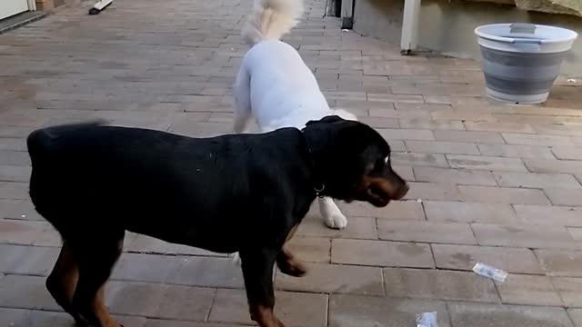 Rottweiler vs Border Collie