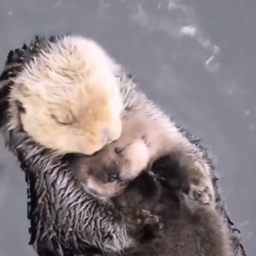 Sea Otter Babys