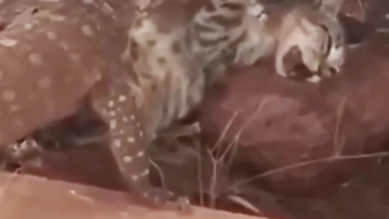 the poor cat becomes food for the monitor lizard