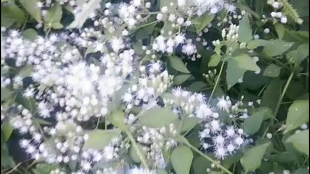 BEAUTIFUL WHITE FLOWER