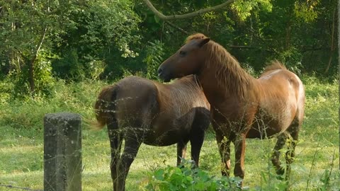 Les chevaux