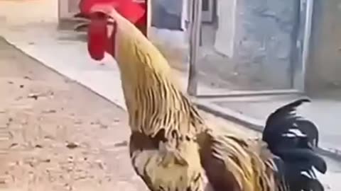 Hen deth