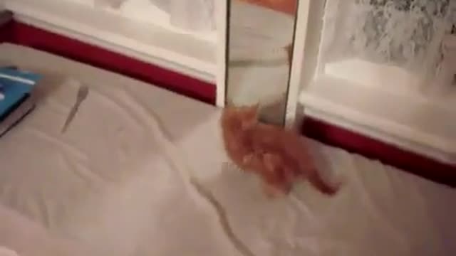 fluffy ball of happiness fell from the crib, funny
