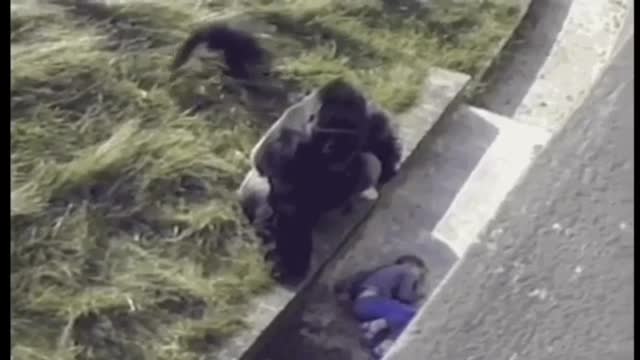 Gorilla comforts kid that falls into cage