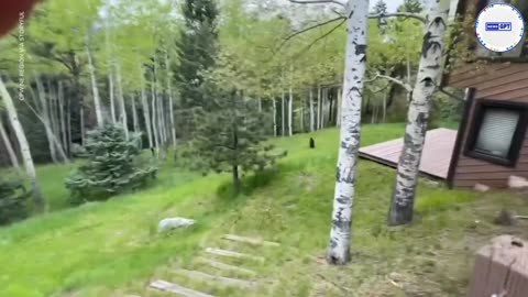 Massive mischievous bear traps itself in a truck