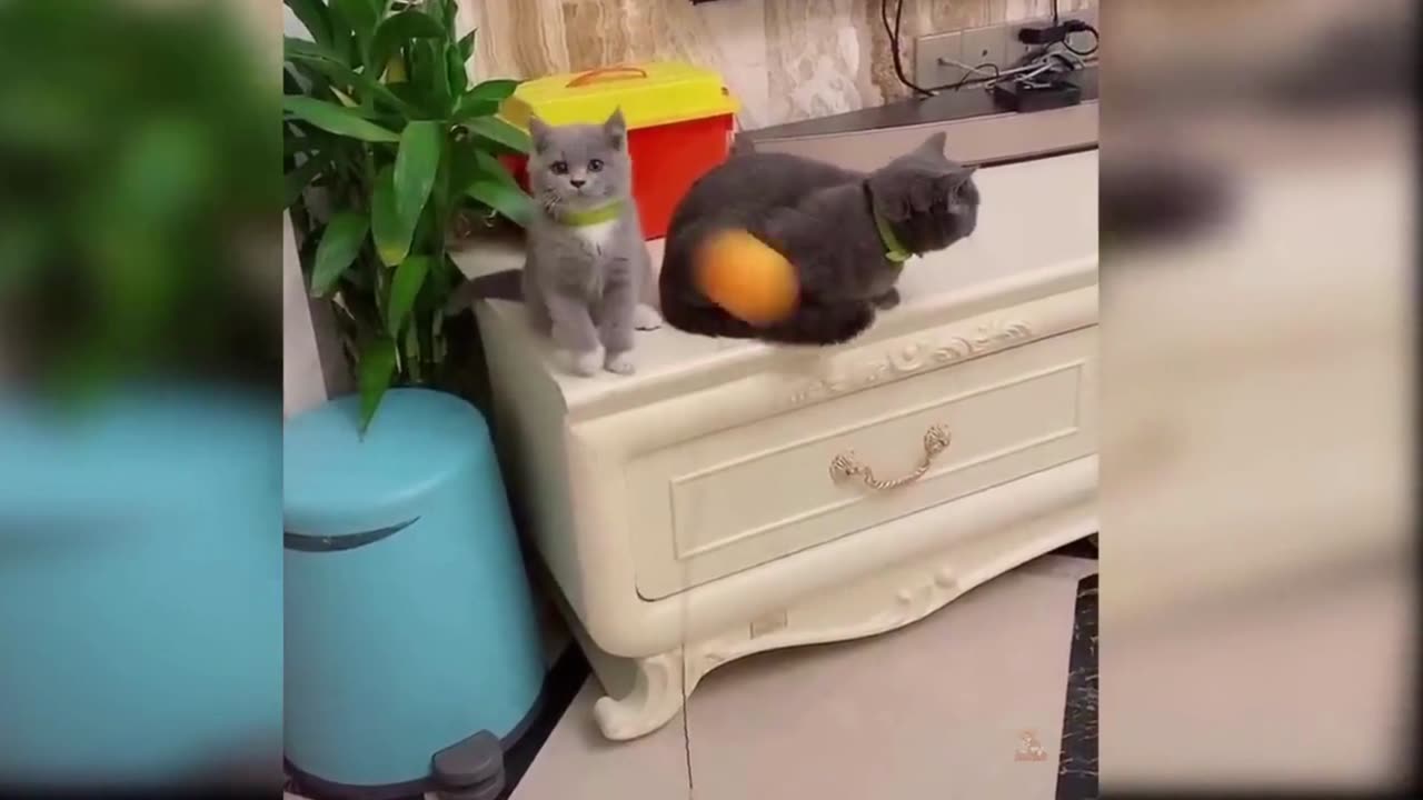 Baby cats ---Cute and funny cat video