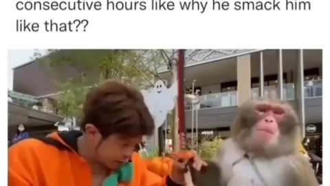 Monkey funny video