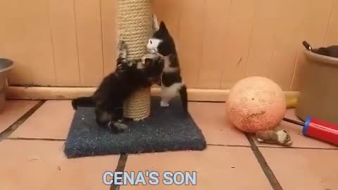 If your cat is John Cena!!! #2 😂 Funny Animals Videos