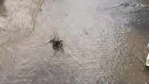 Crayfish Is Ready for Conflict