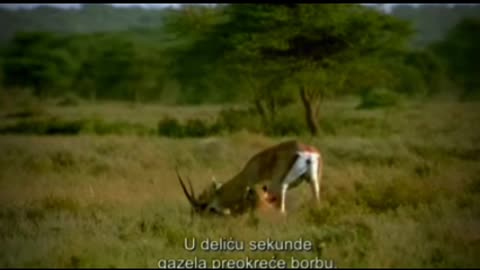 Cheetah hunter the deer