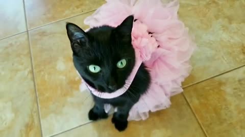 Black cat princess