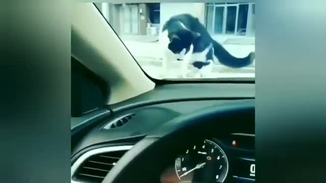 Most Viral Funny Animal Video