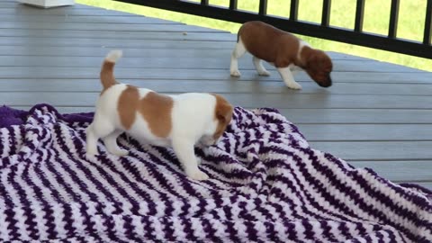 Puppies