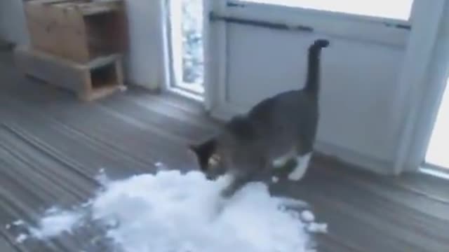 Cat Loves to Play With Snow Brought Indoors By Owner 😁😁😁