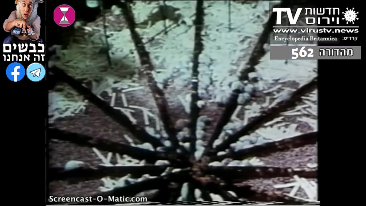 מחקר מרתק של דקטור קלהון משנות ה-70 עוסק בנזקים שגרמה צפיפות אוכלוסין באוכלוסית עכברים המדמה אוכלוסיה אנושית
