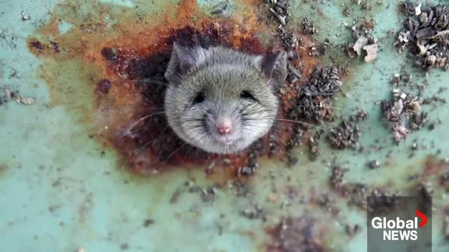 New York City hiring rat czar to deal with “relentless” rodent problem