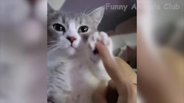 cute cat dancing😍💕