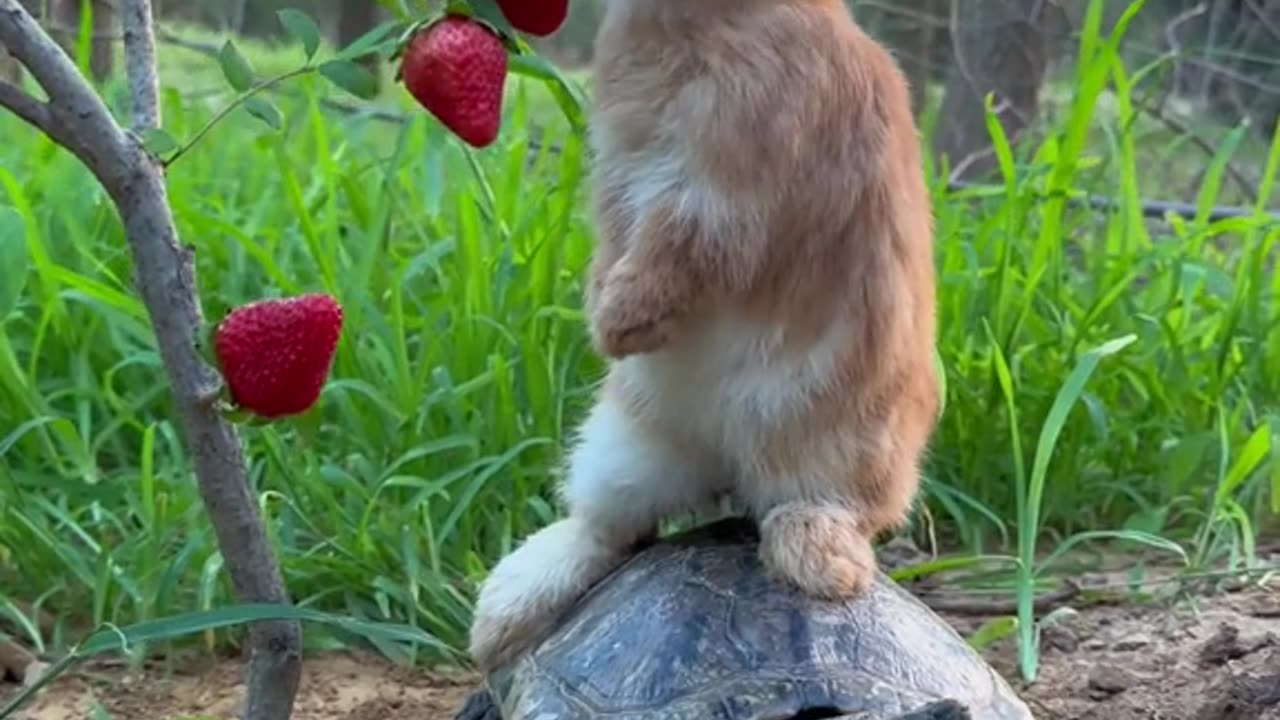 Cute Rabbit and Turtle 🐢