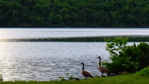 Canada Geese Family