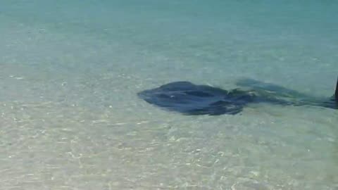 Stingray at the beach