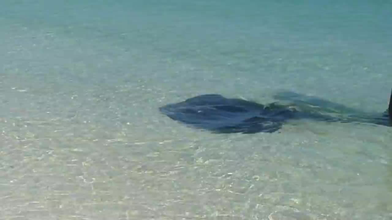 Stingray at the beach