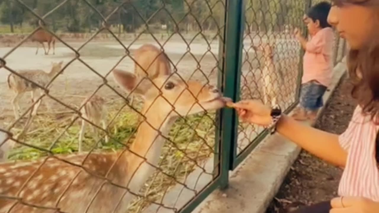 Family trip to zoo|Explore the zoo|Feeding Deer