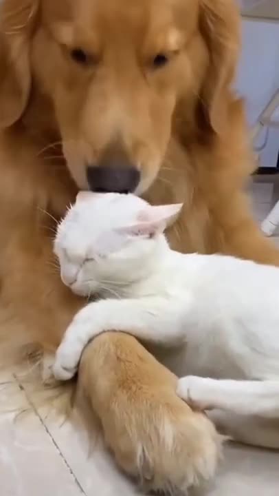 Cat and Dog Friendship ❤️ Dog and Cat Pure