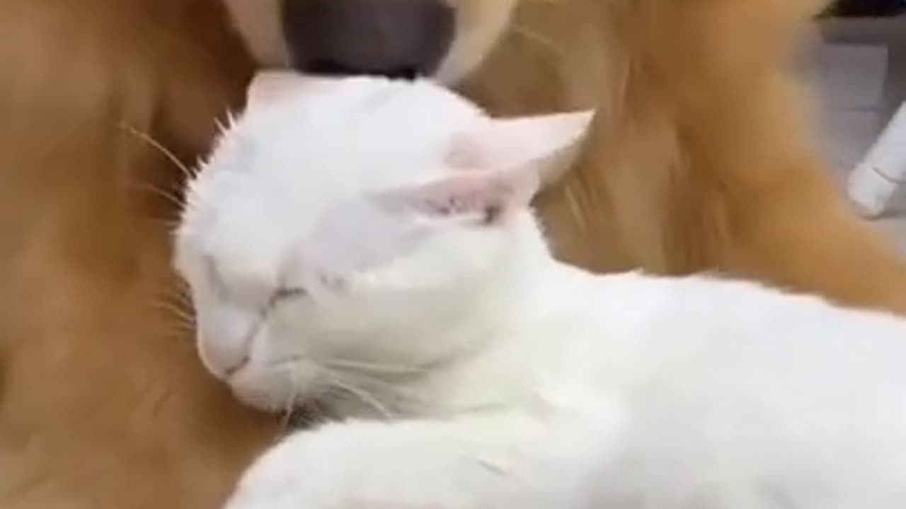 Cat and Dog Friendship ❤️ Dog and Cat Pure