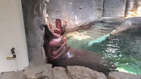 Hippopotamus Struggles to Grab Apple Hanging From String While People Cheer For It