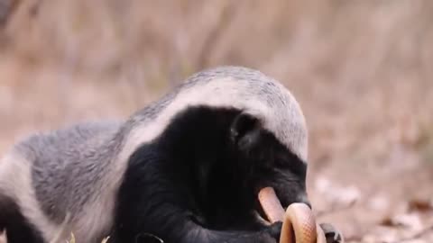 snack fight