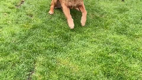 Goofy Golden Knows How to Leap Frog