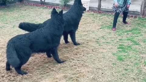 German Shepards
