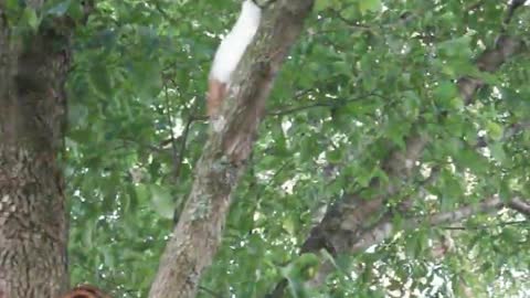 Mama Kitty's Rescue