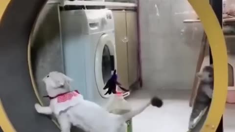 Cats are Funny #3