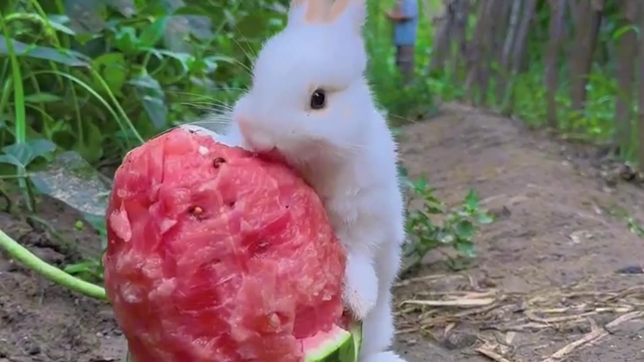 The cutest thing you'll see today