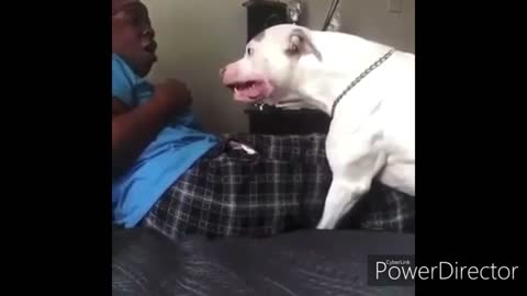 Pitbull attack owner