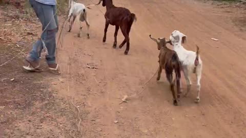 so strong goat, look amazing