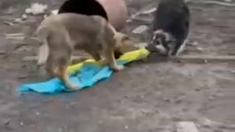 Two Dogs Rip A Part The Ukrainian Flag🇺🇦🐶