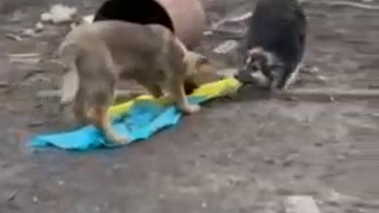 Two Dogs Rip A Part The Ukrainian Flag🇺🇦🐶